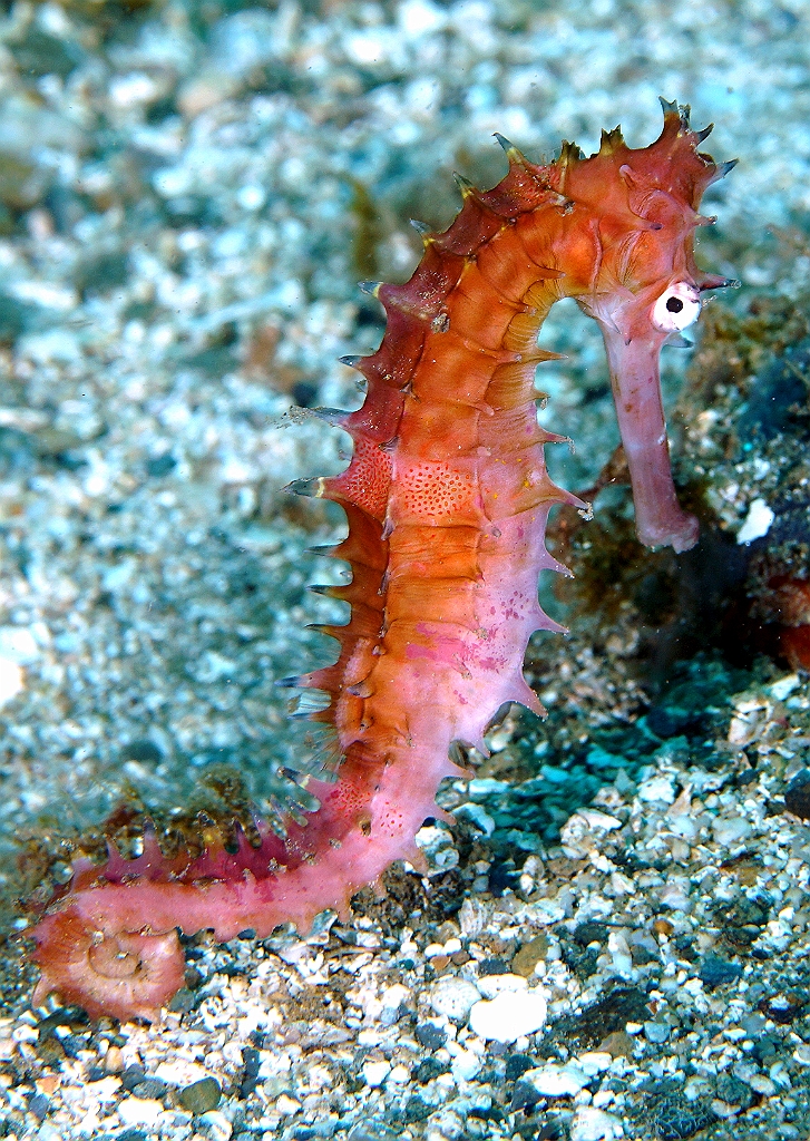 Banda Sea 2018 - DSC05488_rc - Thorny seahorse - Hyppocampe herisse - Hippocampus histrix.jpg